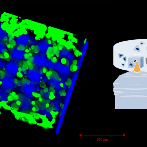 High resolution 2PP Printed structures in the presence of living cells