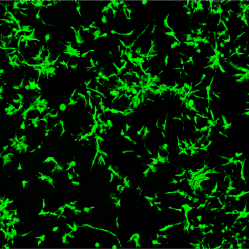 UpNano_News_Adipose_tissue