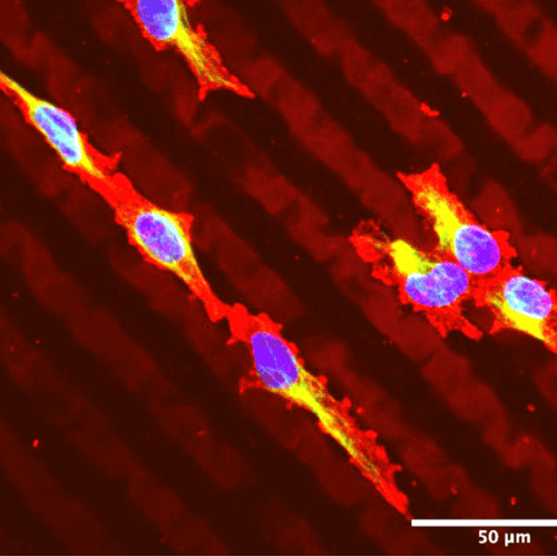 UpNano_News_Cornea